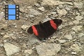 Sene 45_Nymphalidae Red_Black e